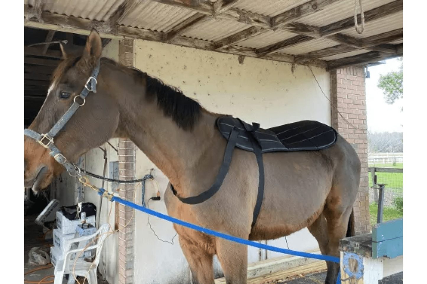 Oxford Medical Instruments OMI PEMF Full Equine Package: Blanket, Shoulder Band, Neck Wrap, Rear Leg Wrap, Front Leg Wrap - PEMF-HPK